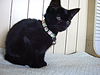 Truffles the Loving Kitten