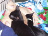 Truffles the Loving Kitten