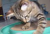 Chiclets the Kitten
