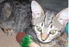 Chiclets the Kitten