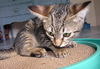 Chiclets the Kitten