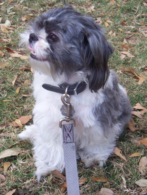 Dexter the Shih Tzu