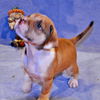 Butchie the Lab/bulldog Puppy