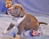 Zack the Lab/Boxer Puppy