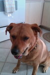 Nora the Large Lab Mix
