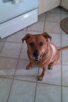 Nora the Large Lab Mix