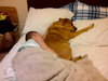 Nora the Large Lab Mix