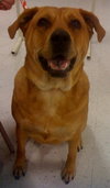 Nora the Large Lab Mix