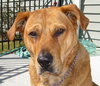 Nora the Large Lab Mix