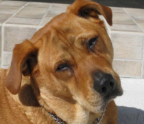 Nora the Large Lab Mix