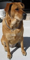 Nora the Large Lab Mix