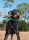 JuJu Bee the Min Pin