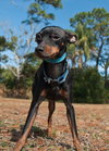 JuJu Bee the Min Pin