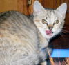 Sandy the Kitten