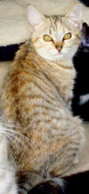 Sandy the Kitten