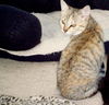 Sandy the Kitten