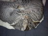 Rocky the Kitten