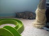 Rocky the Kitten
