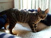 Rocky the Kitten