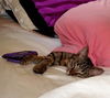 Rocky the Kitten
