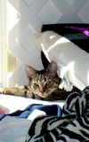 Rocky the Kitten