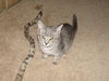 Blue the Kitten