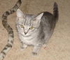 Blue the Kitten