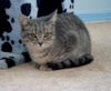 Blue the Kitten