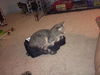 Blue the Kitten