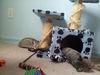 Blue the Kitten