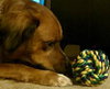 Coco Roo the Boxer/Retreiver