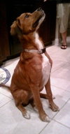 Coco Roo the Boxer/Retreiver