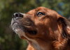 Coco Roo the Boxer/Retreiver