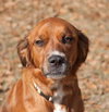 Coco Roo the Boxer/Retreiver
