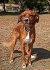 Coco Roo the Boxer/Retreiver
