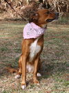 Coco Roo the Boxer/Retreiver