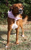 Coco Roo the Boxer/Retreiver
