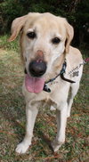 Kane the Summer Camping, Water-Loving Lab