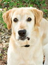 Kane the Summer Camping, Water-Loving Lab