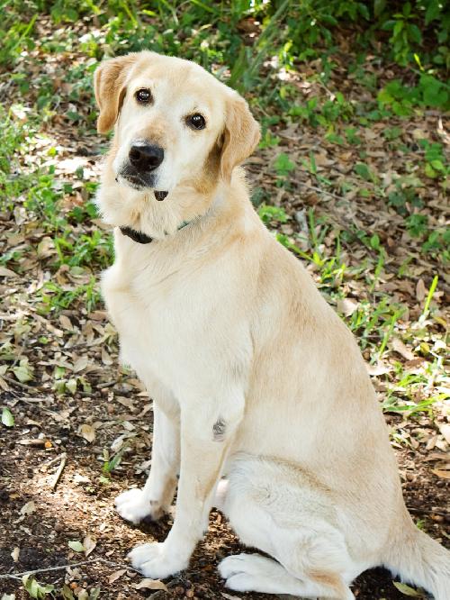 Kane the Summer Camping, Water-Loving Lab