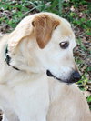 Kane the Summer Camping, Water-Loving Lab