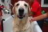 Kane the Summer Camping, Water-Loving Lab