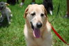Kane the Summer Camping, Water-Loving Lab