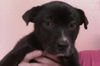 Peanut Butter the Lab Puppy