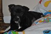Peanut Butter the Lab Puppy