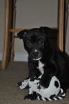 Peanut Butter the Lab Puppy