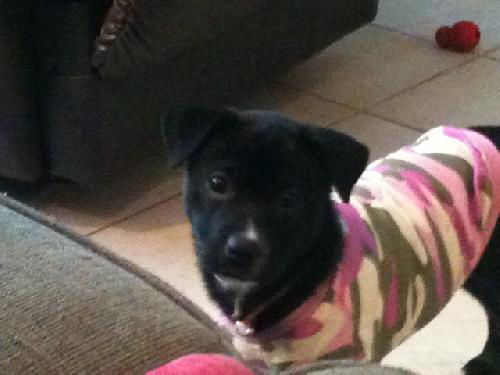 Peanut Butter the Lab Puppy