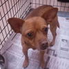 Bosco the Channel 6 News StarChihuahua