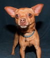 Bosco the Channel 6 News StarChihuahua