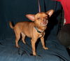 Bosco the Channel 6 News StarChihuahua